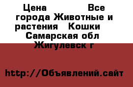 Zolton › Цена ­ 30 000 - Все города Животные и растения » Кошки   . Самарская обл.,Жигулевск г.